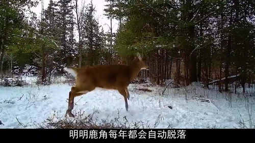 鹿角自然脫落與生割鹿茸 殘忍之下的“為鹿好”真相
